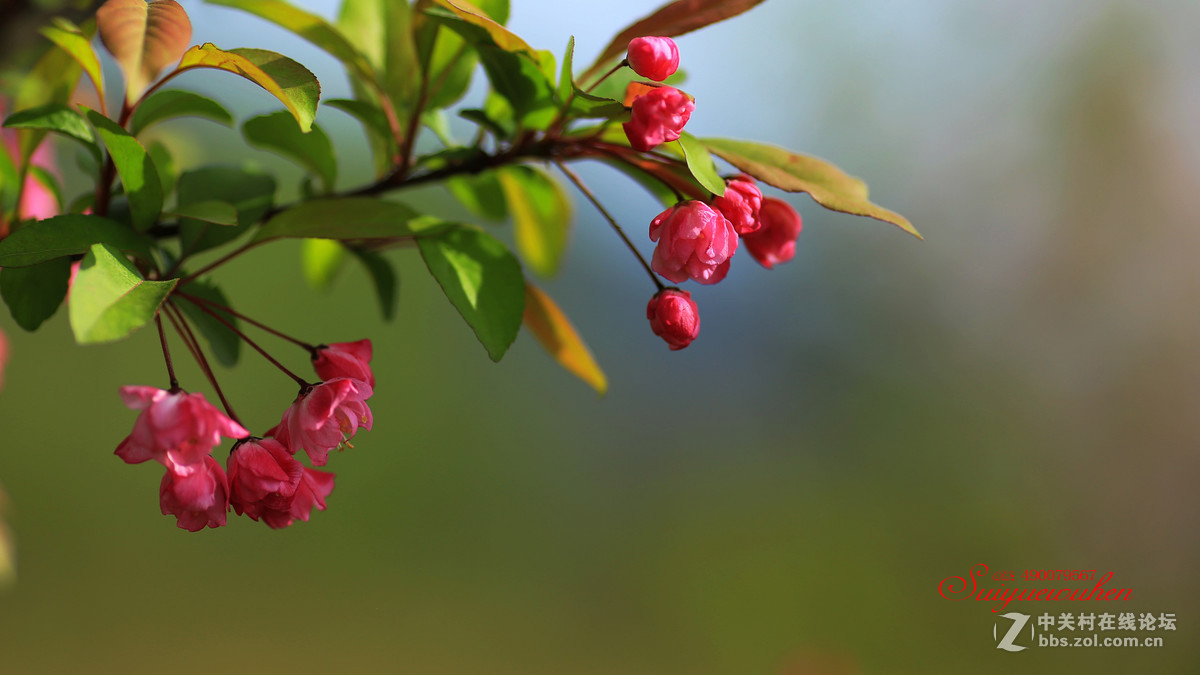 #佳能月赛-与佳能一起去踏青# 垂丝海棠