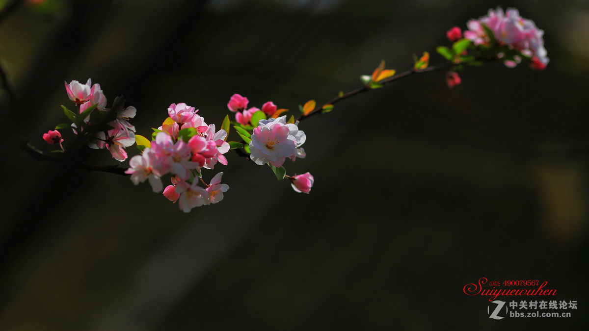 #佳能月赛-与佳能一起去踏青# 垂丝海棠