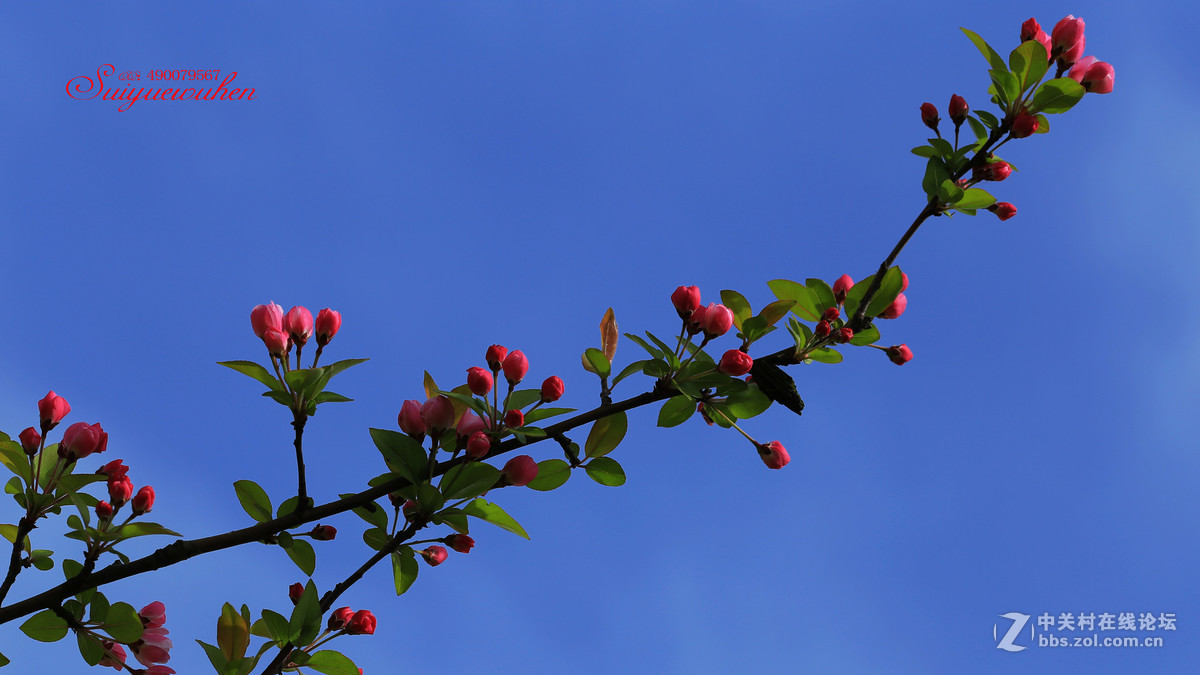 #佳能月赛-与佳能一起去踏青# 垂丝海棠