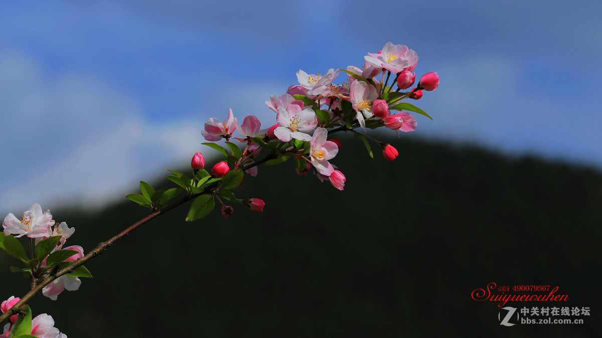 #佳能月赛-与佳能一起去踏青# 垂丝海棠