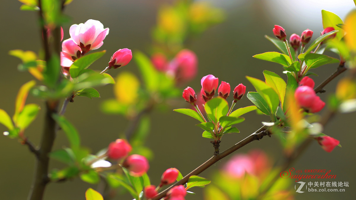 #佳能月赛-与佳能一起去踏青# 垂丝海棠