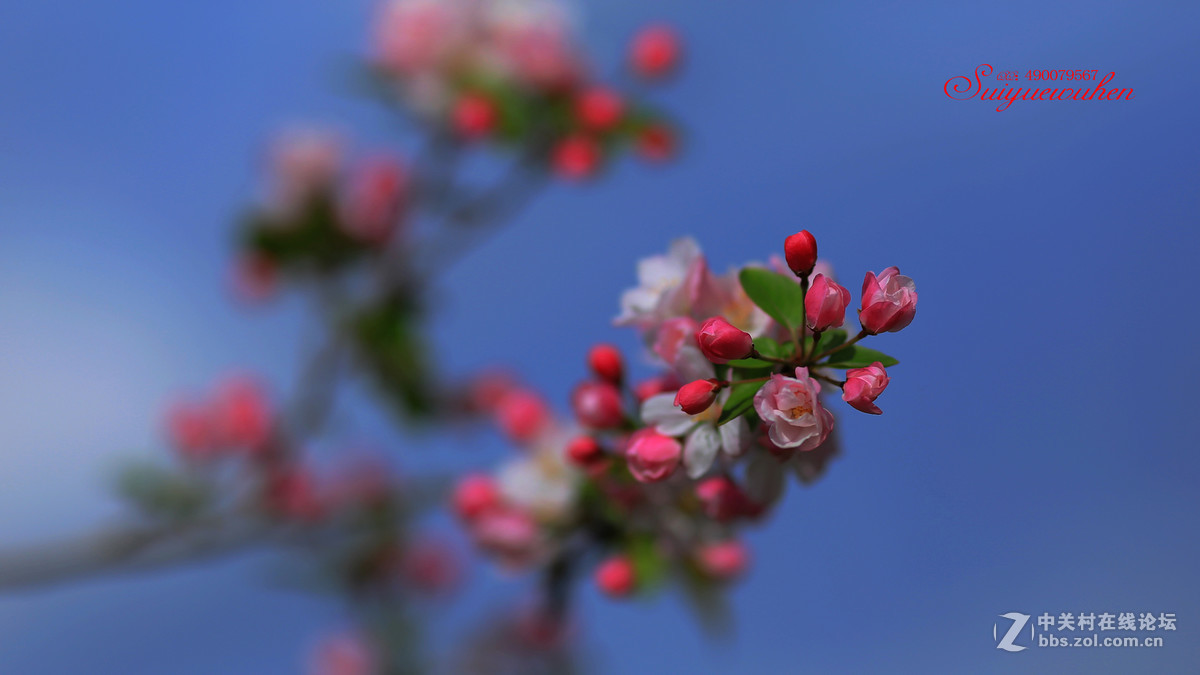 #佳能月赛-与佳能一起去踏青# 垂丝海棠