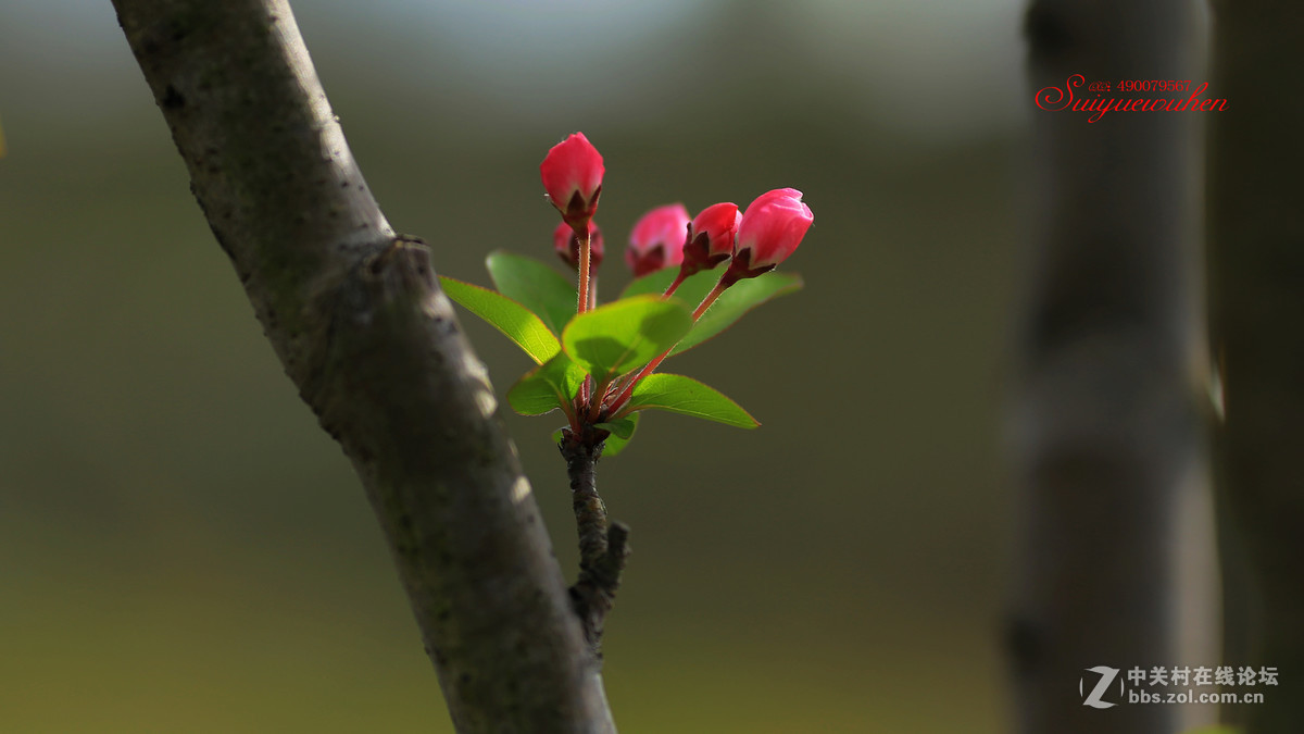 #佳能月赛-与佳能一起去踏青# 垂丝海棠