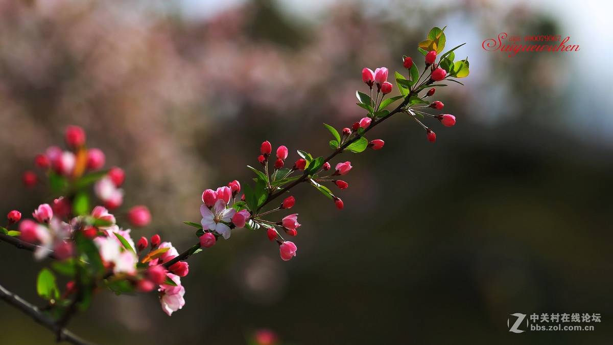 #佳能月赛-与佳能一起去踏青# 垂丝海棠