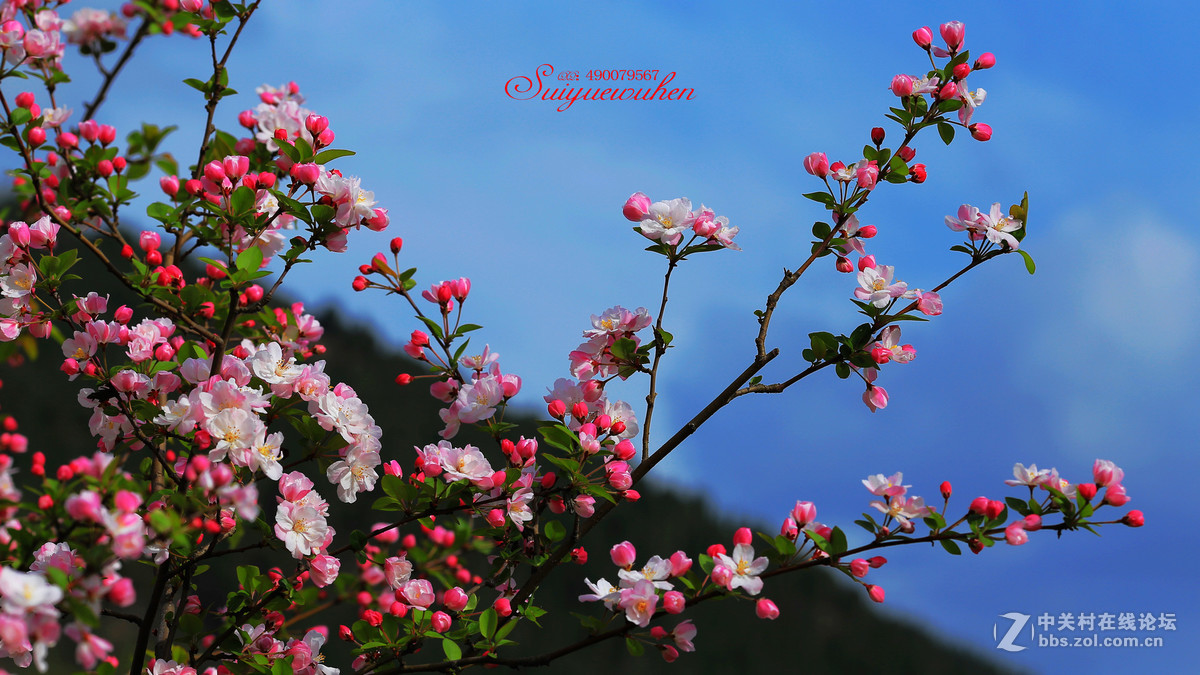 #佳能月赛-与佳能一起去踏青# 垂丝海棠