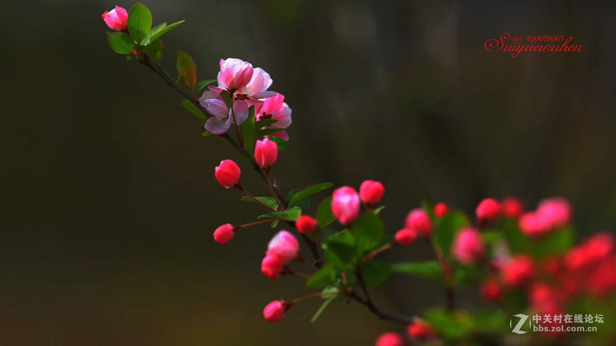 #佳能月赛-与佳能一起去踏青# 垂丝海棠