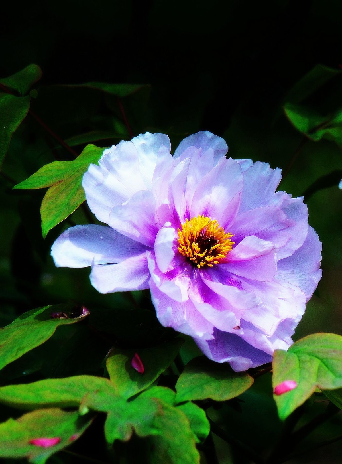 #版主坐堂#索尼 ILCE-7R摄影星空(中国)17-04月份部分单张精华作品推荐