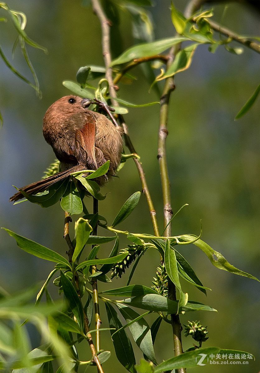 #版主坐堂#索尼 ILCE-7R摄影星空(中国)17-04月份部分单张精华作品推荐