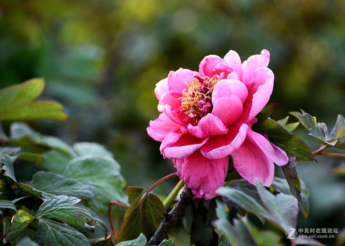 花开正艳娇牡丹