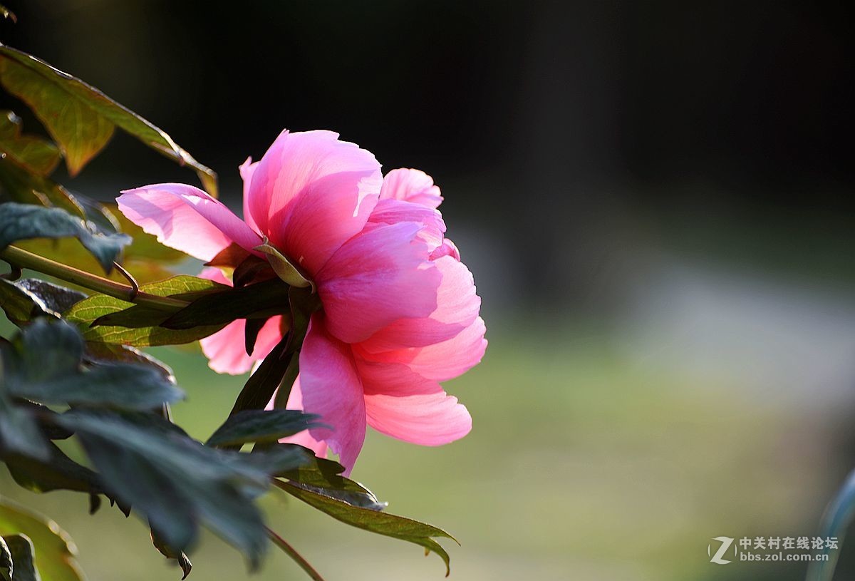 花开正艳娇牡丹