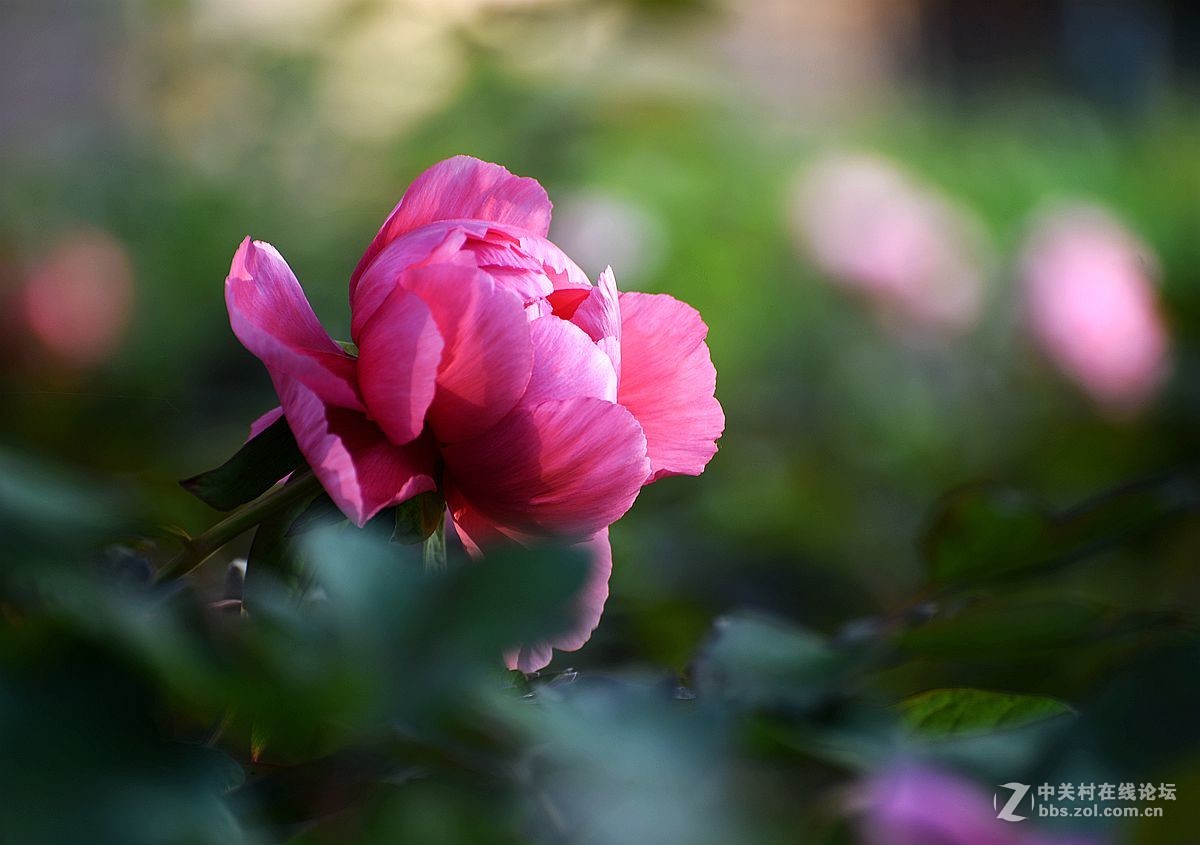 花开正艳娇牡丹