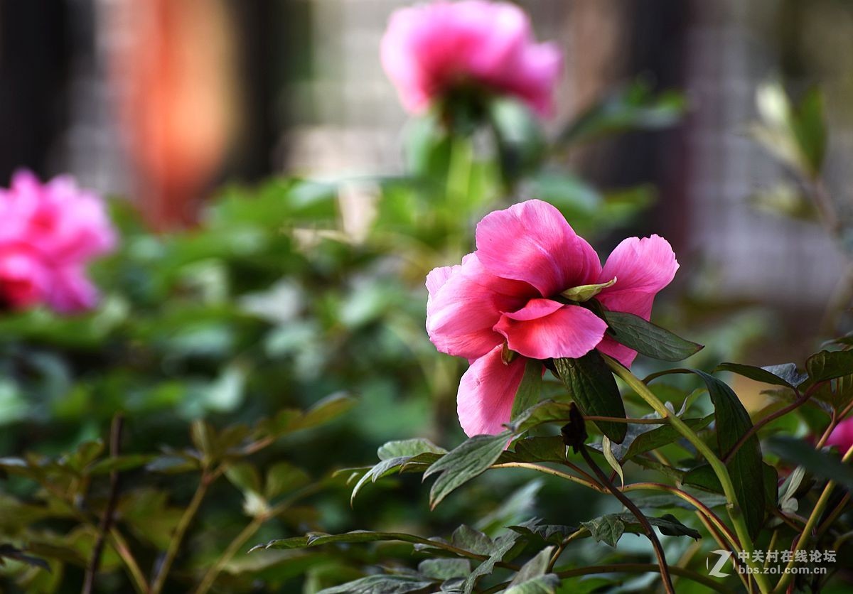 花开正艳娇牡丹