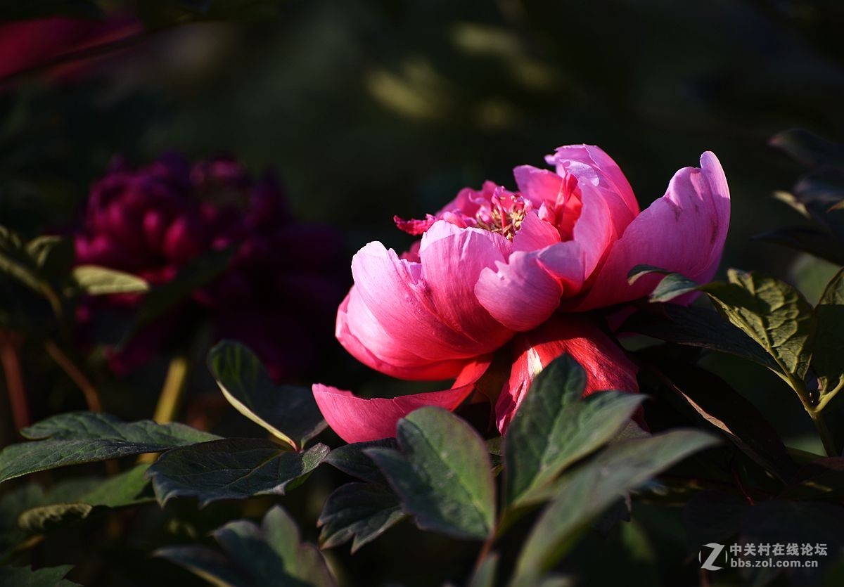 花开正艳娇牡丹