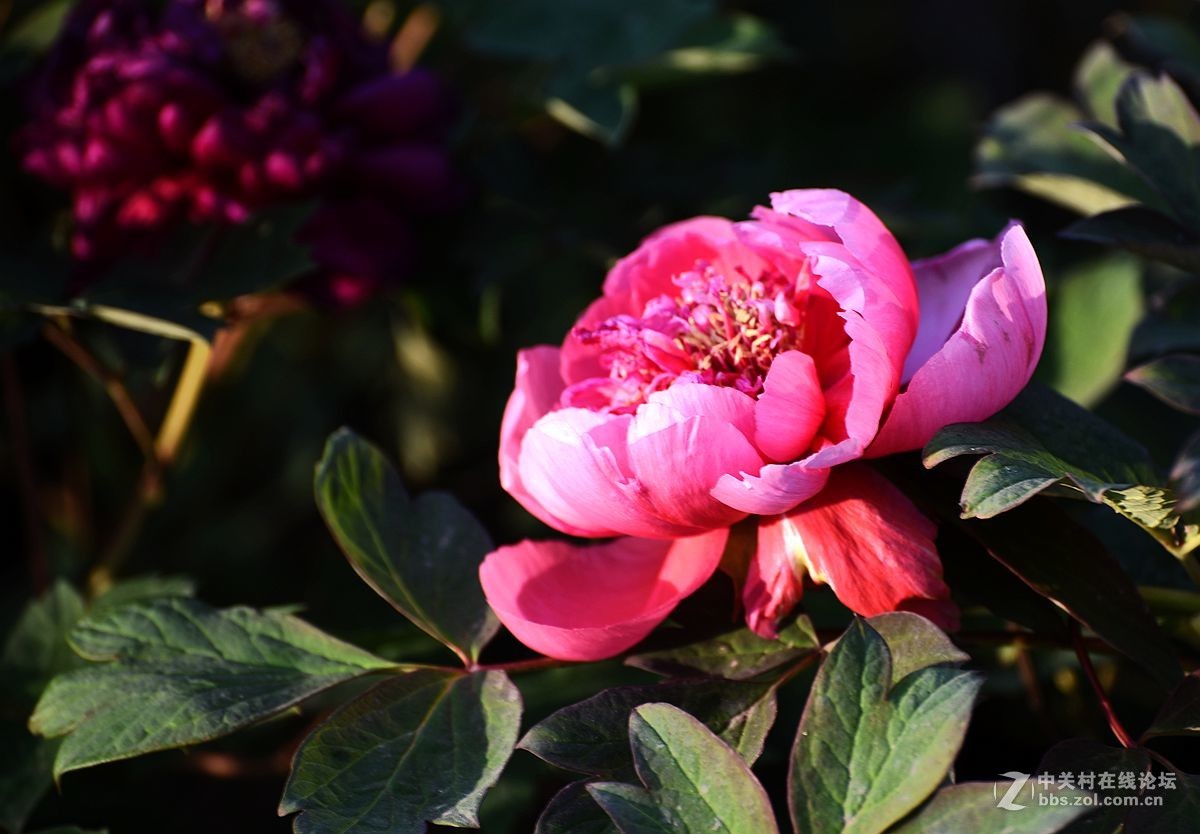 花开正艳娇牡丹