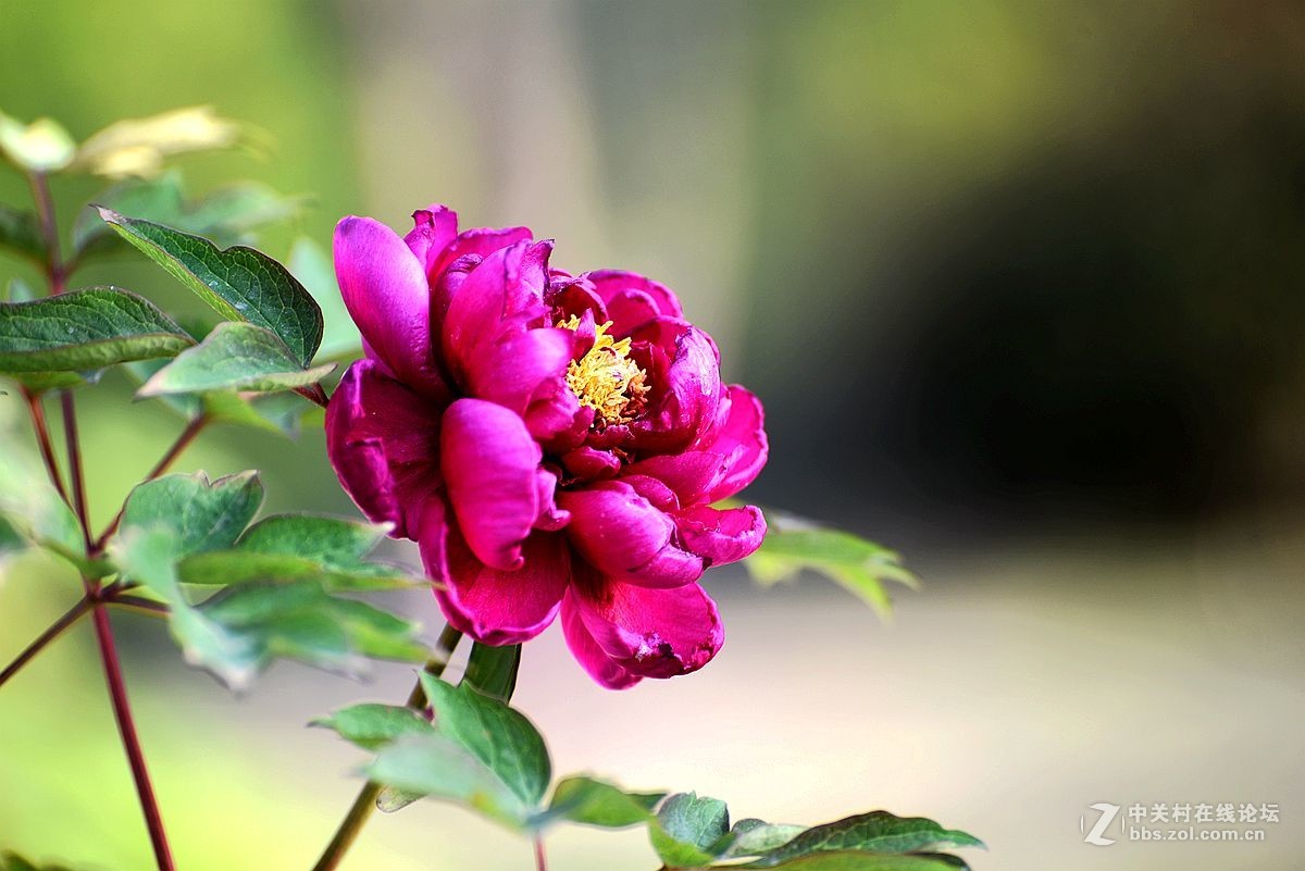 花开正艳娇牡丹