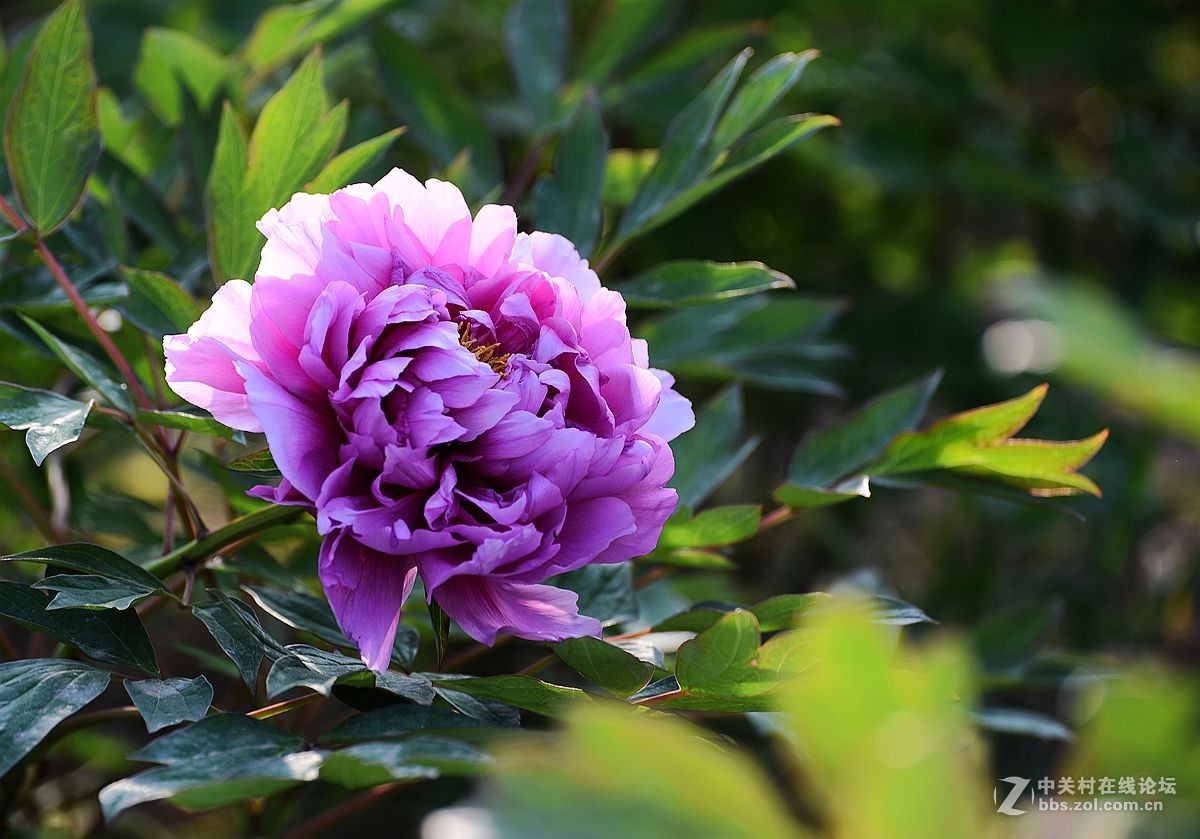 花开正艳娇牡丹