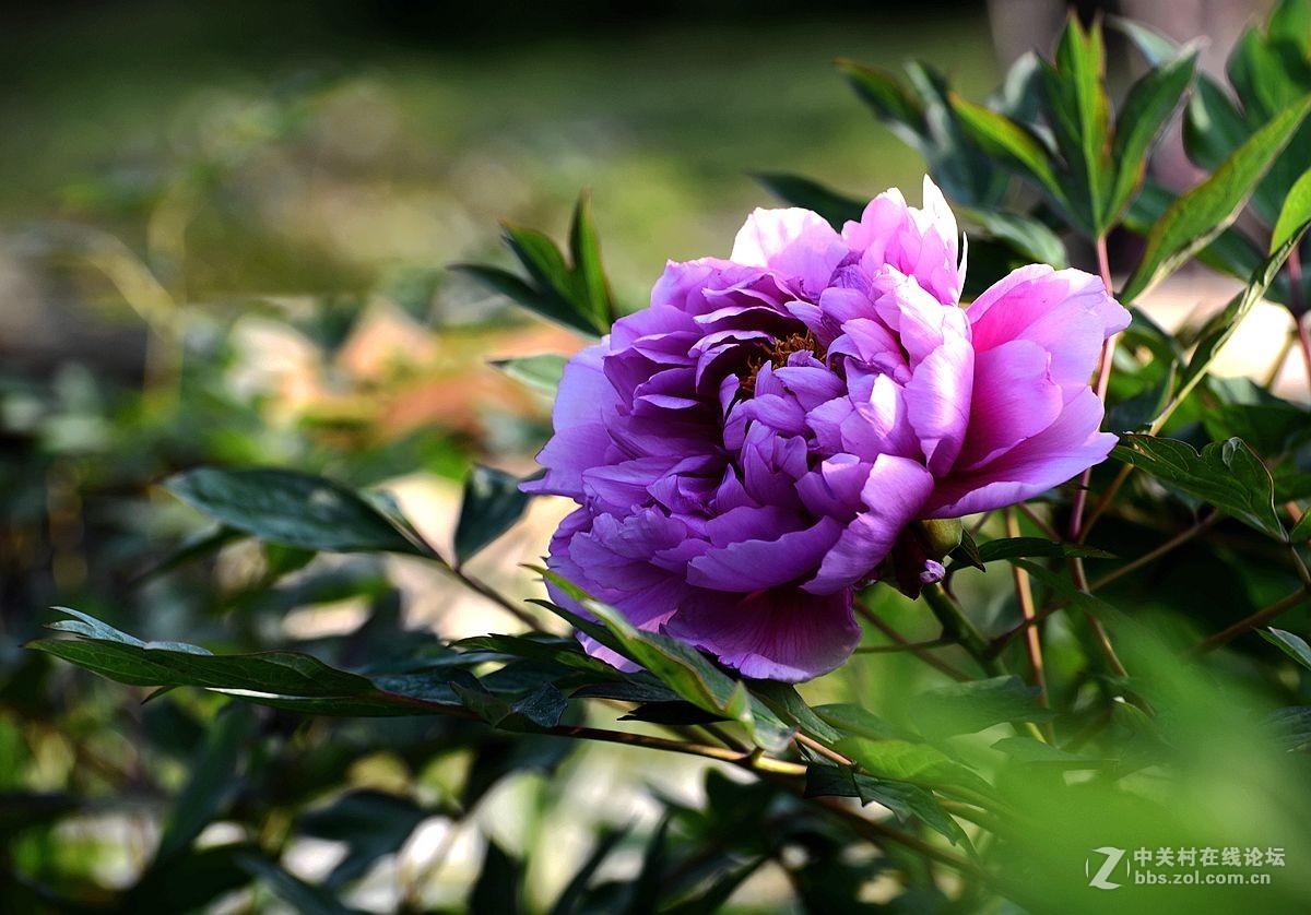 花开正艳娇牡丹