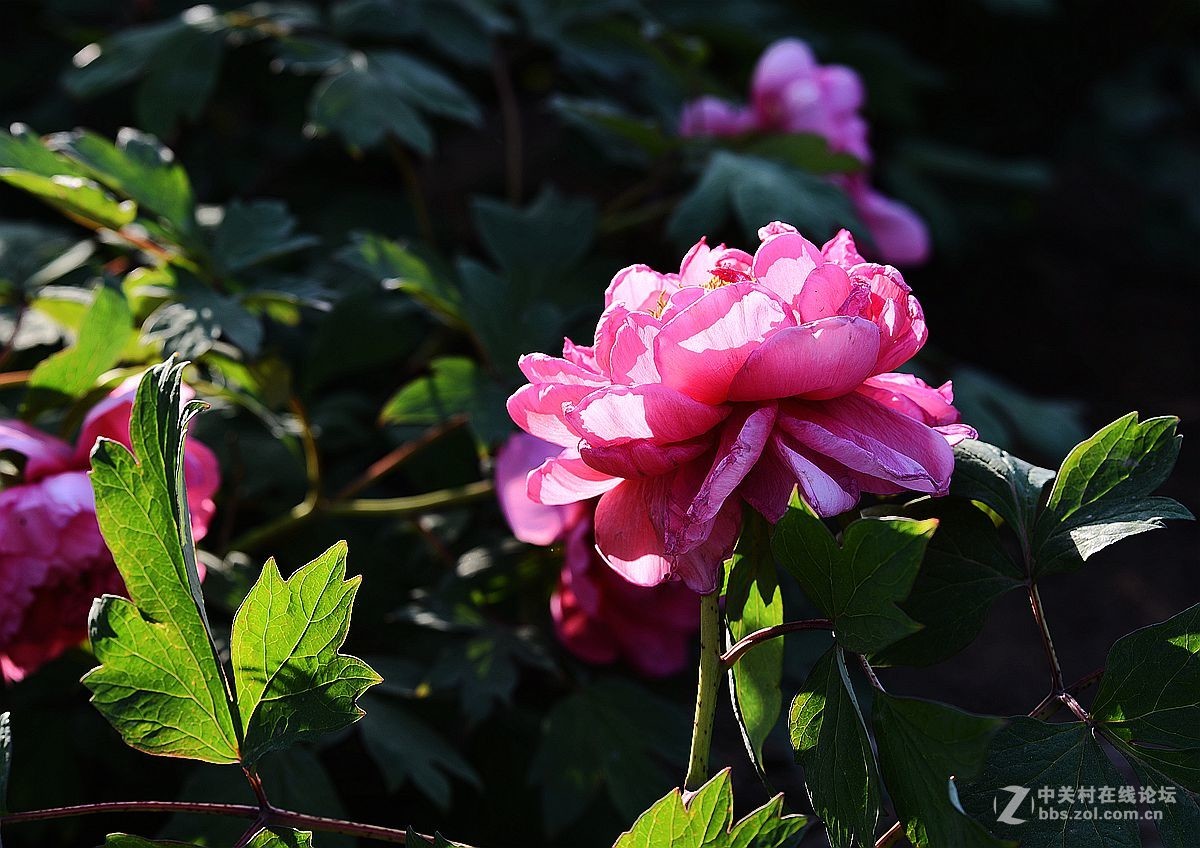 花开正艳娇牡丹