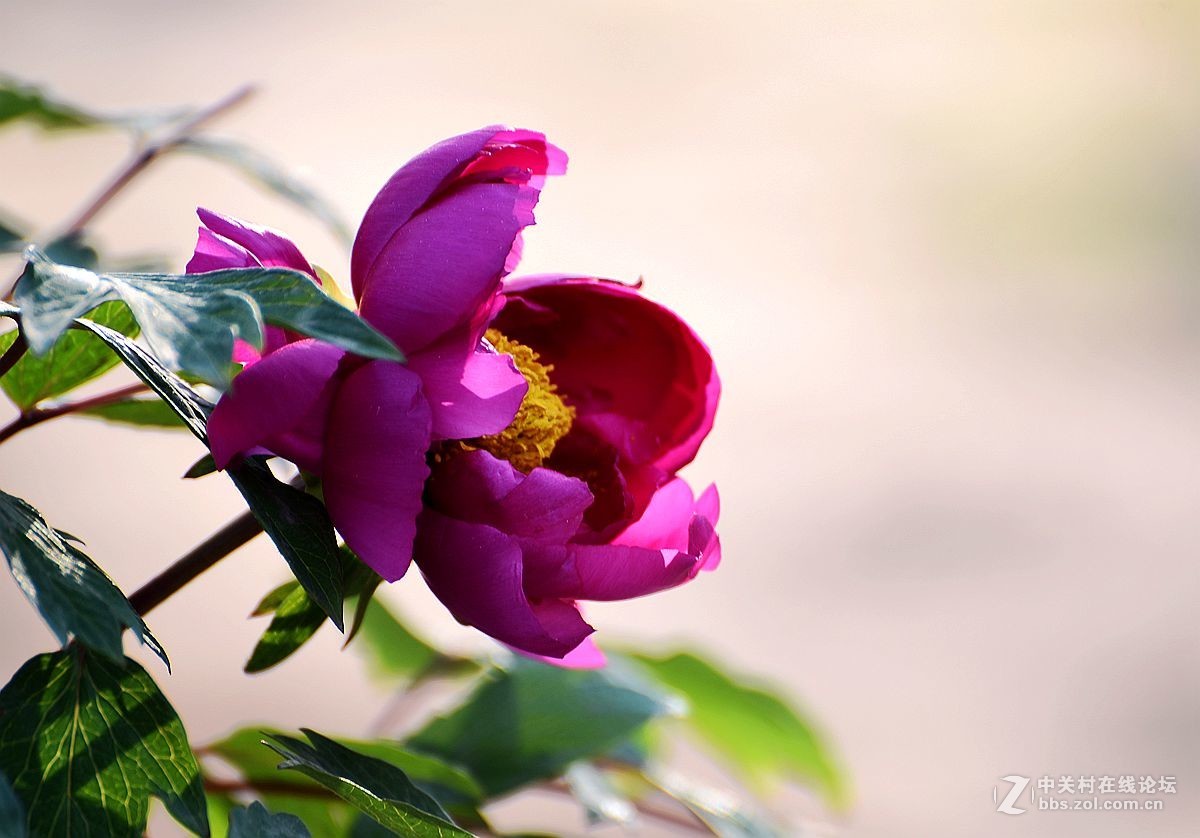 花开正艳娇牡丹