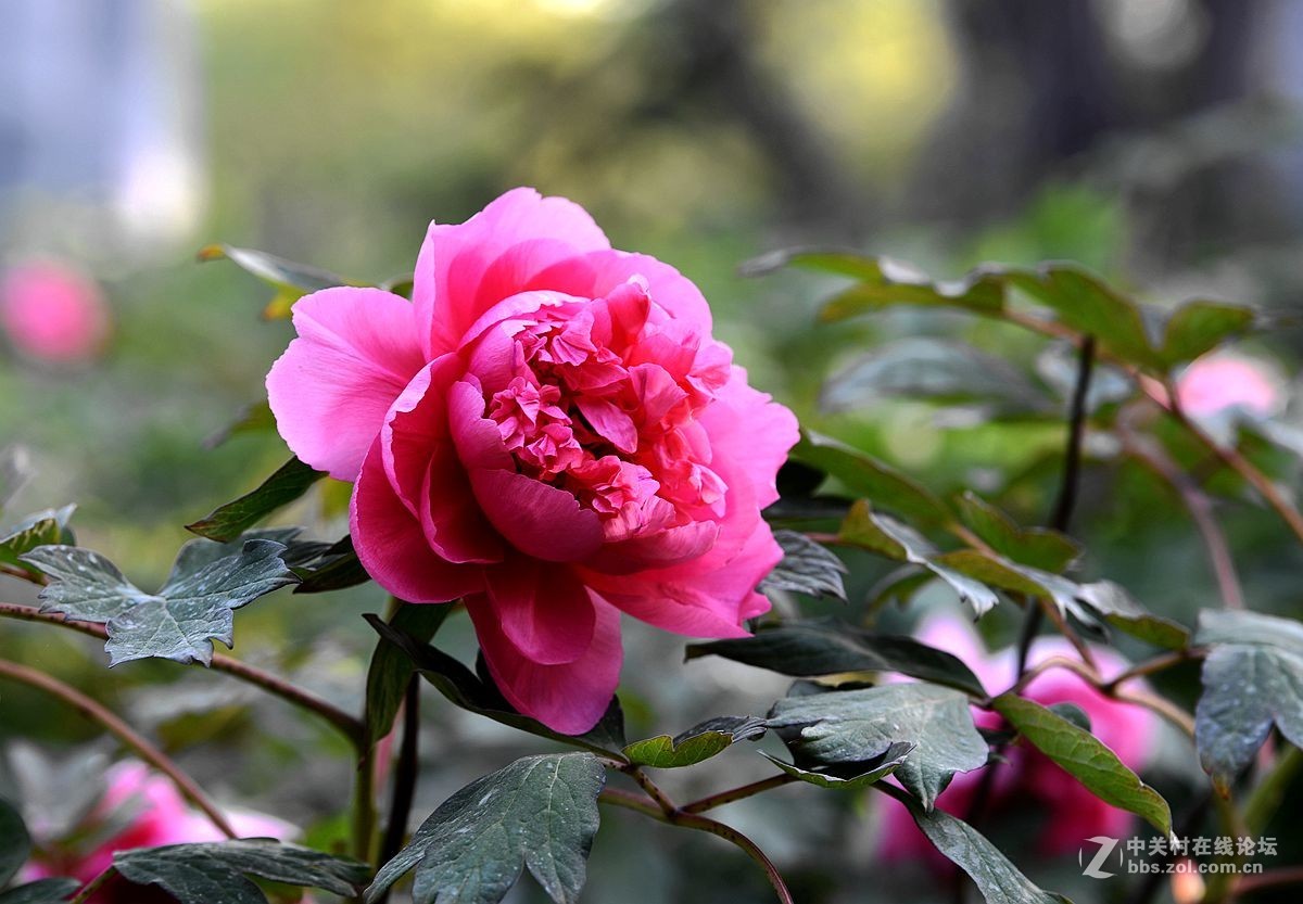 花开正艳娇牡丹