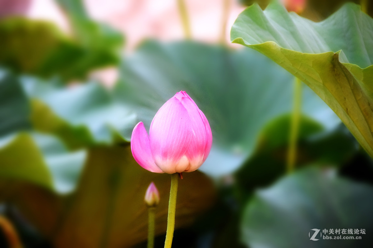 含苞欲放的荷花苞