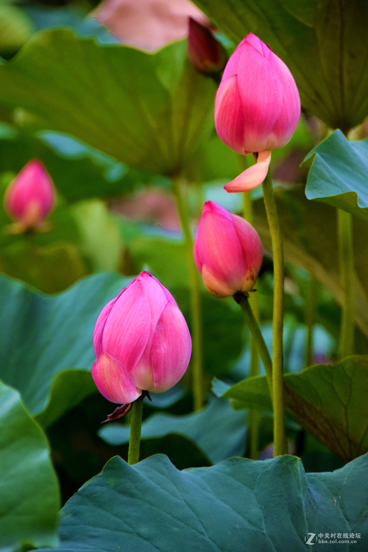 含苞欲放的荷花苞