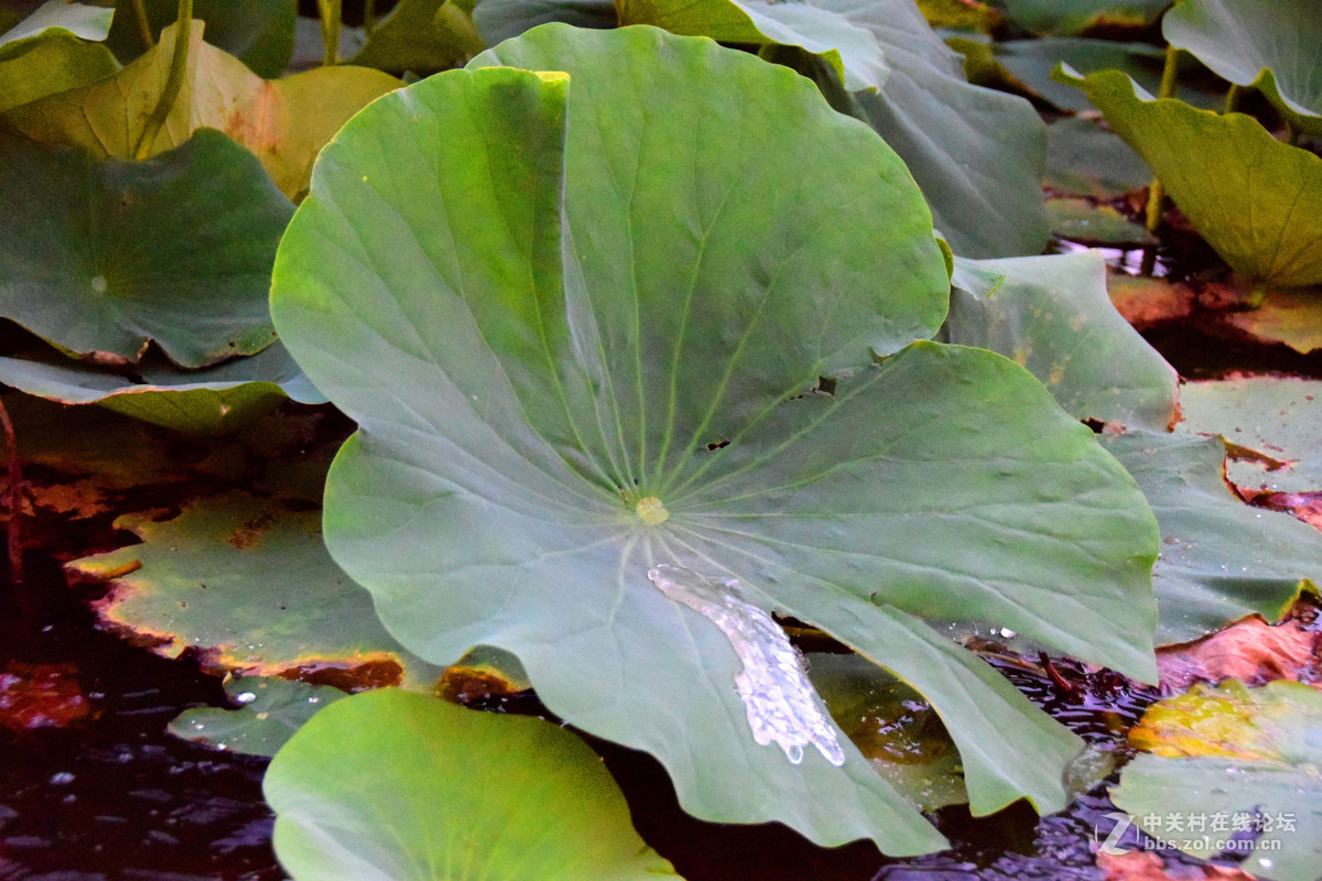 含苞欲放的荷花苞