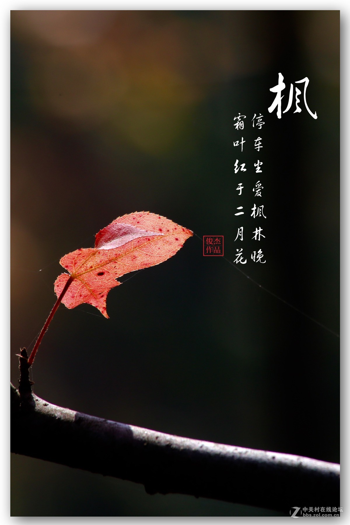 #佳能月赛-一叶知秋#枫叶情#