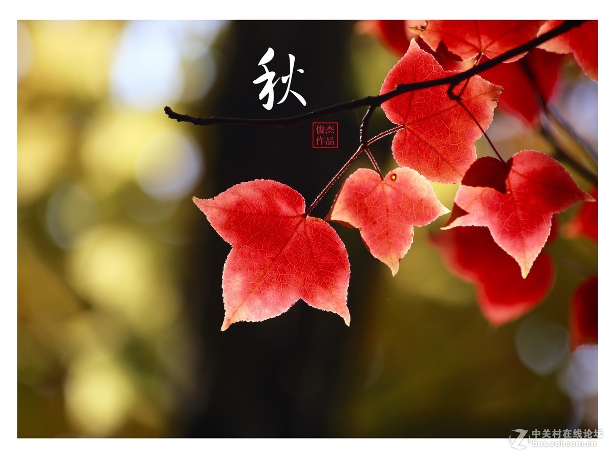 #佳能月赛-一叶知秋#枫叶情#