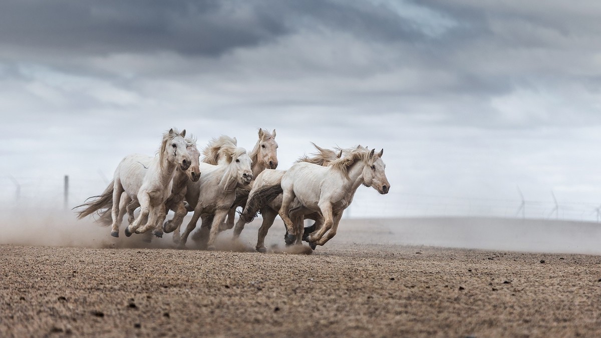 锡林浩特大草原奋鬃扬蹄蒙古马