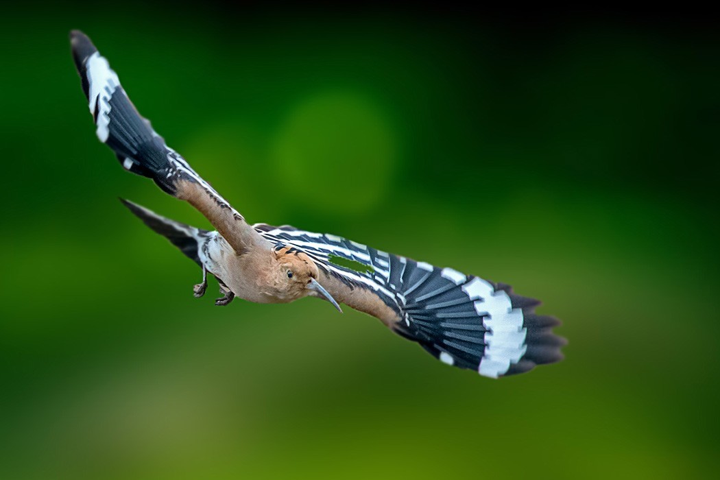 飞舞的戴胜鸟！