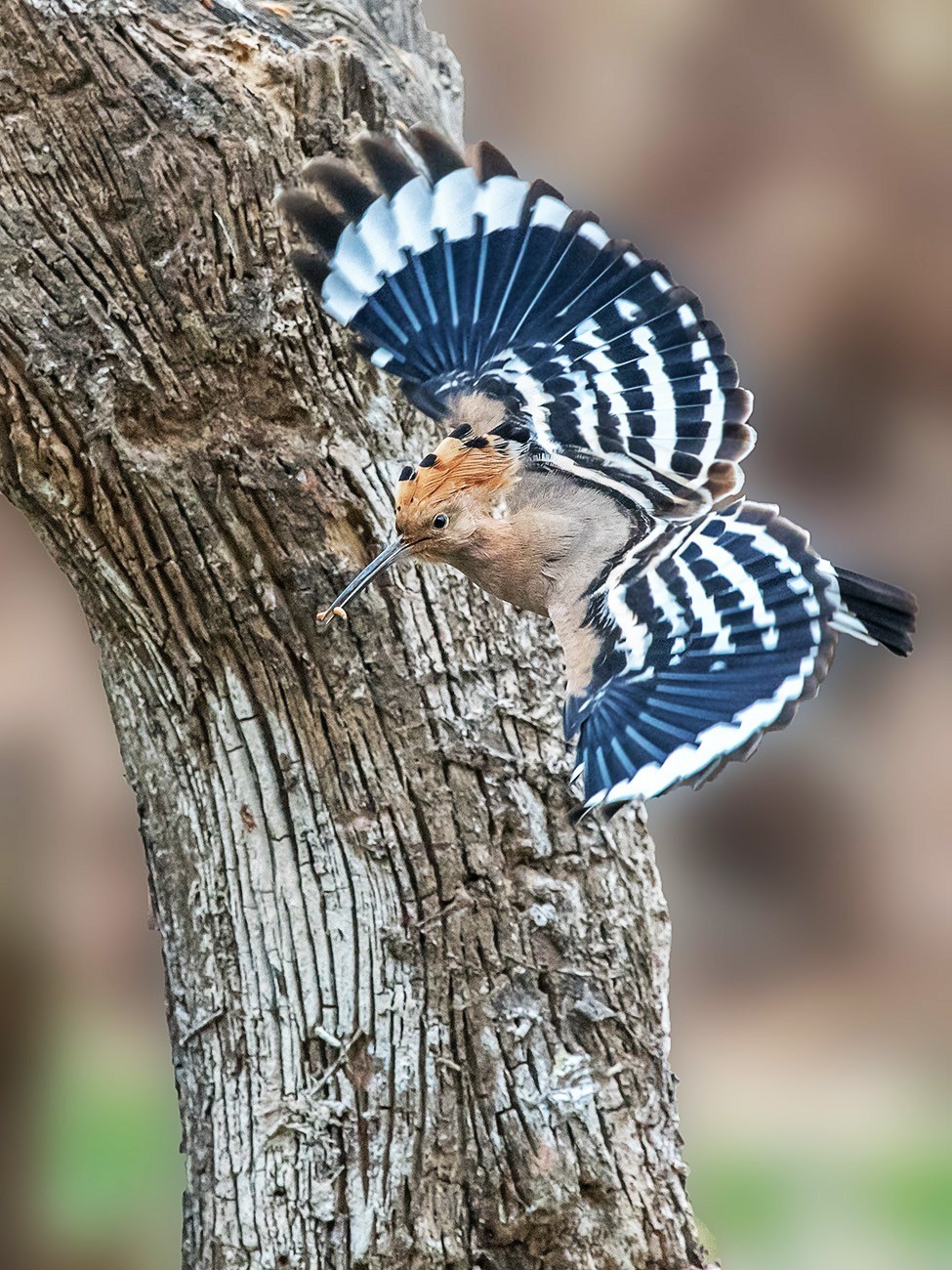飞舞的戴胜鸟！
