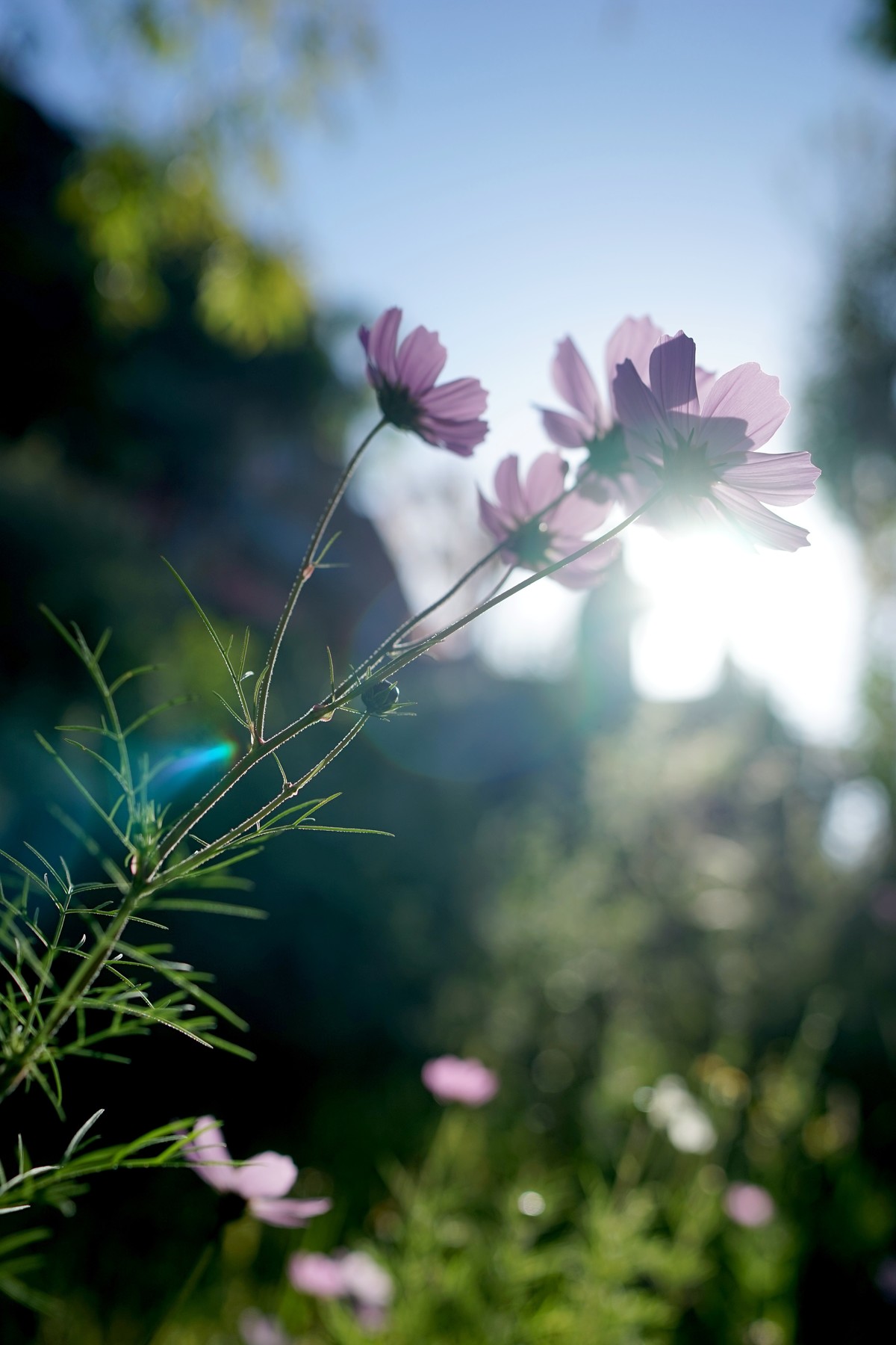 拉萨河畔（西藏行二）