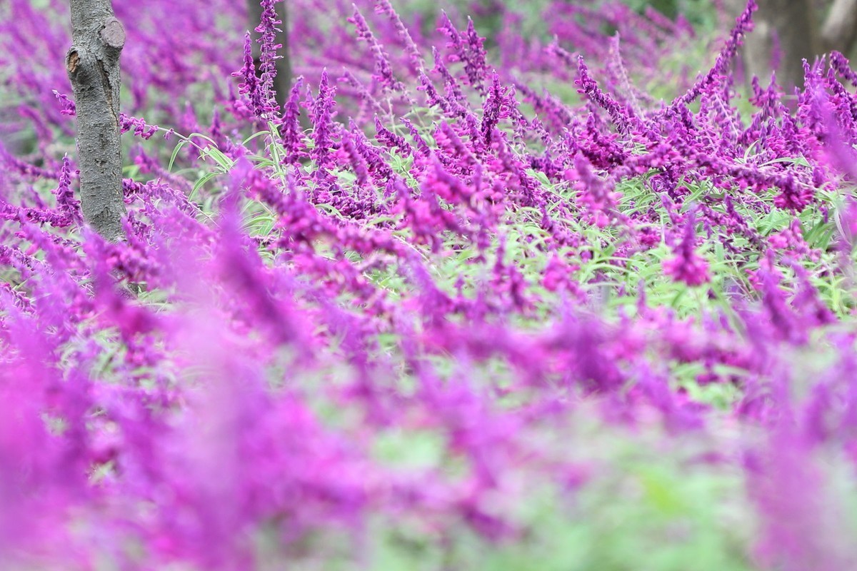 缘     杨浦公园(三潭印月)