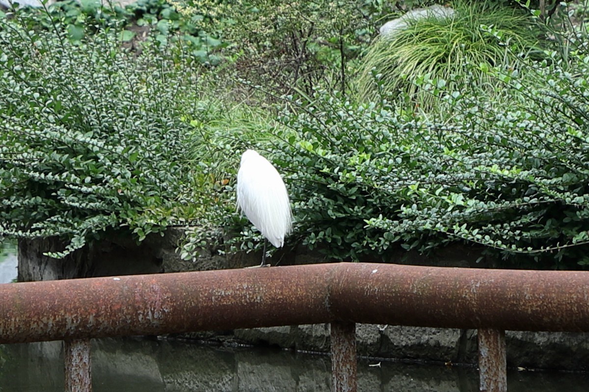 缘     杨浦公园(三潭印月)