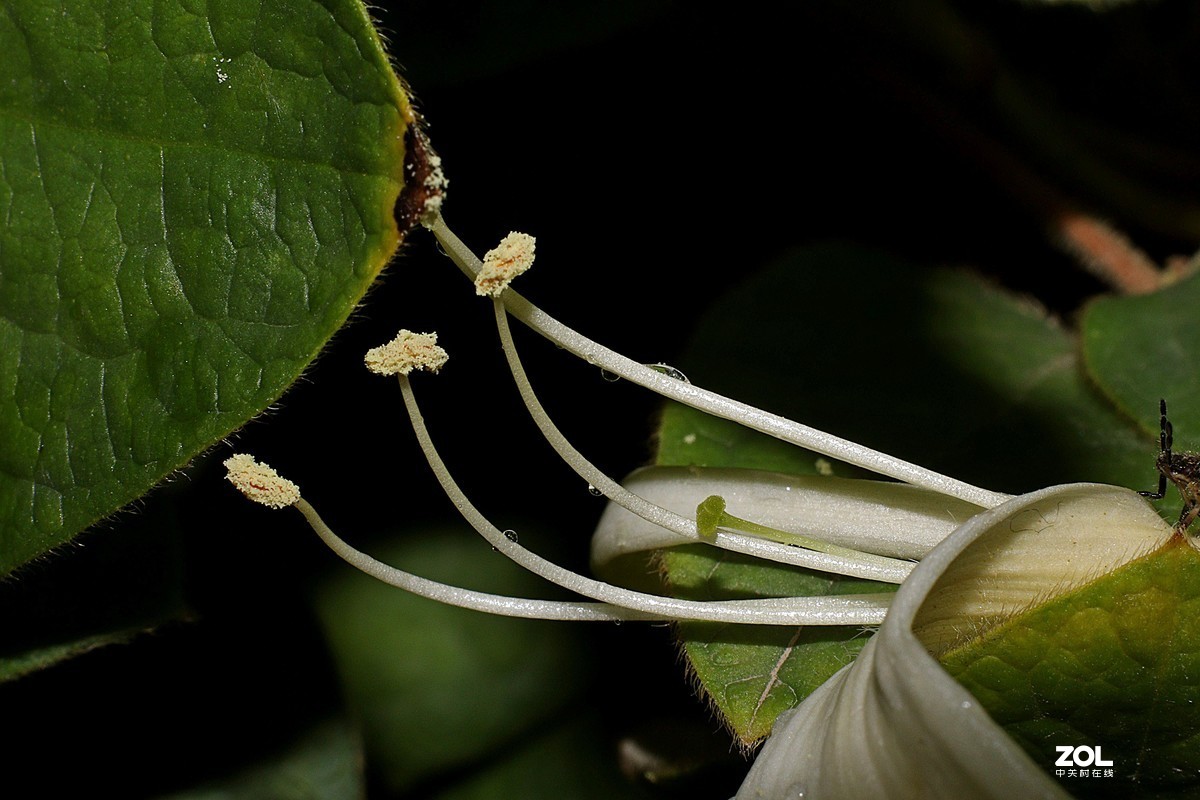 小白初次试拍。近摄接圈的应用，老师们多多指教