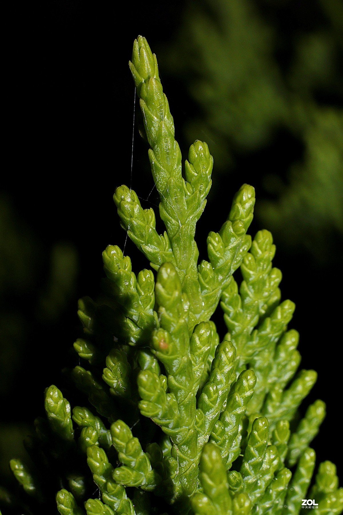 小白初次试拍。近摄接圈的应用，老师们多多指教