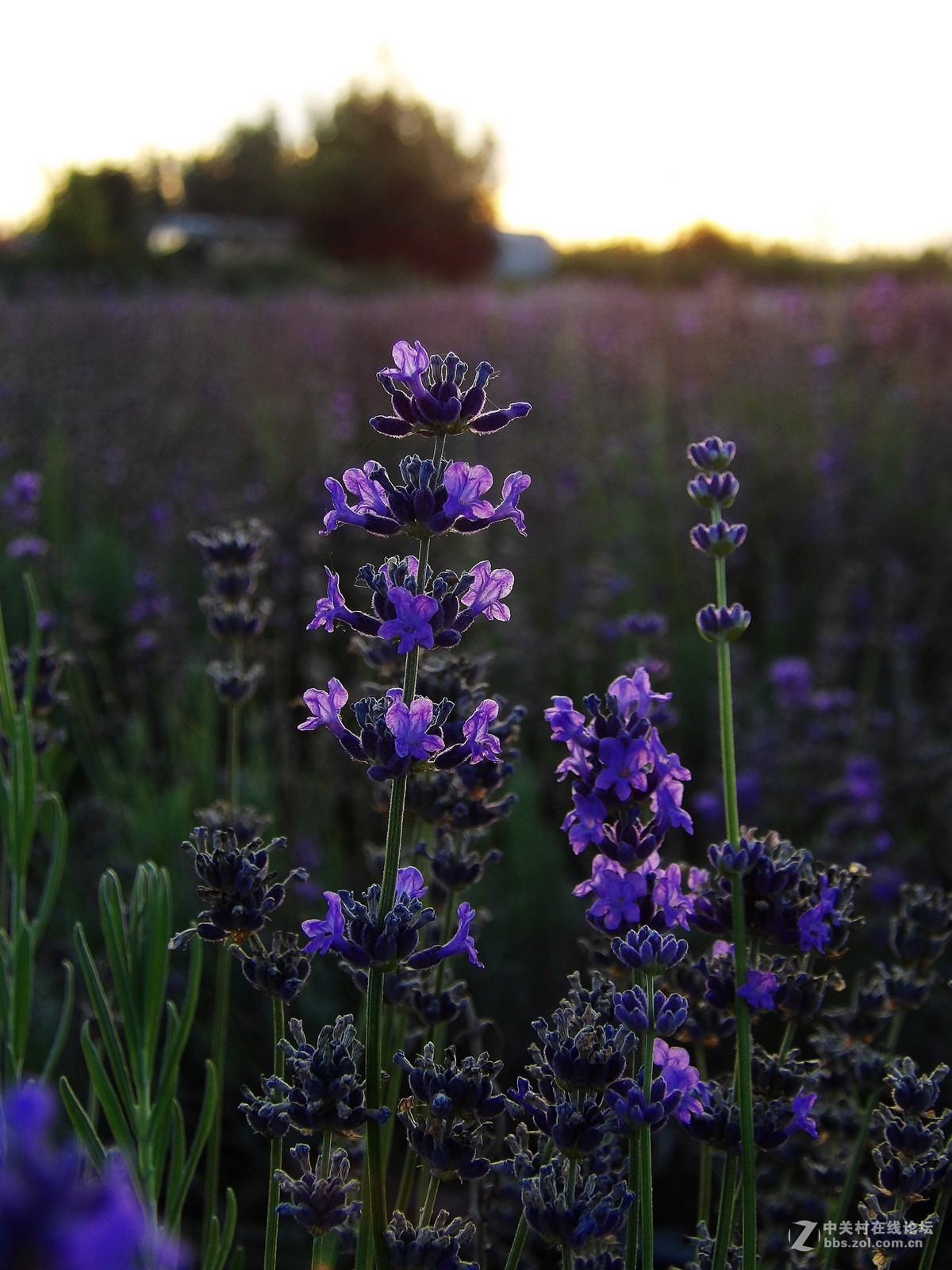 南北疆风光----宾得长焦机（二）