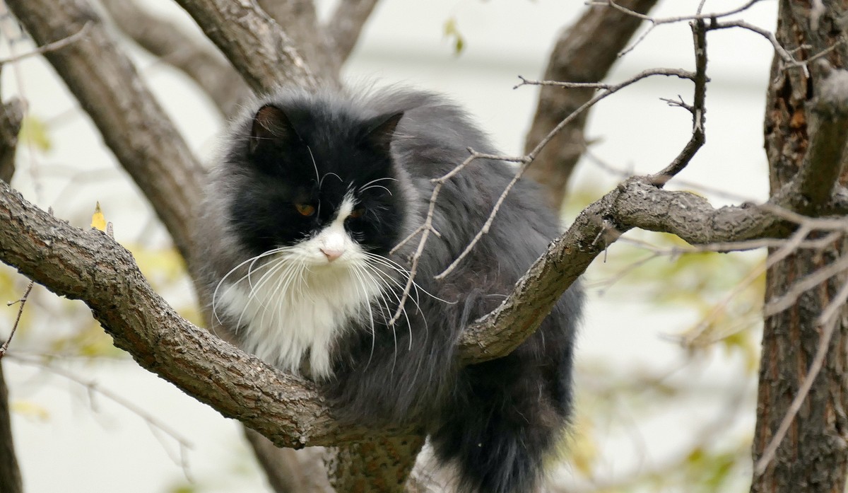 我的一组小区秋色（松下FZ100）