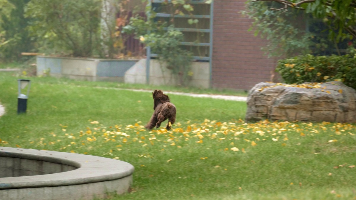 我的一组小区秋色（松下FZ100）