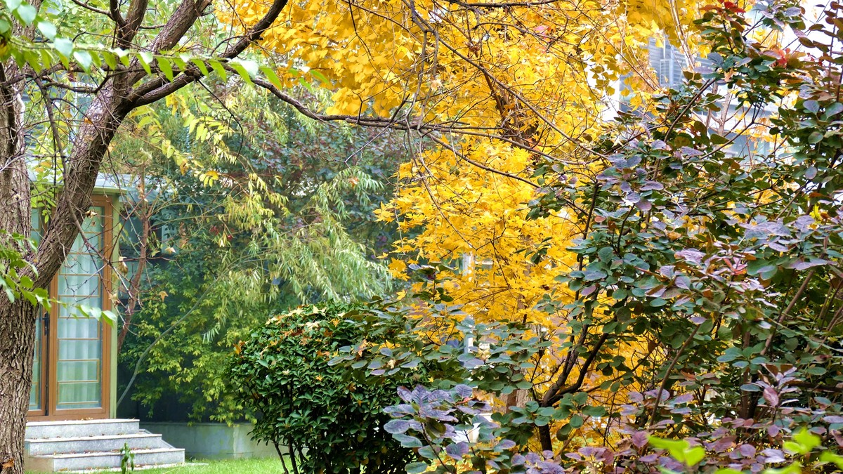 我的一组小区秋色（松下FZ100）