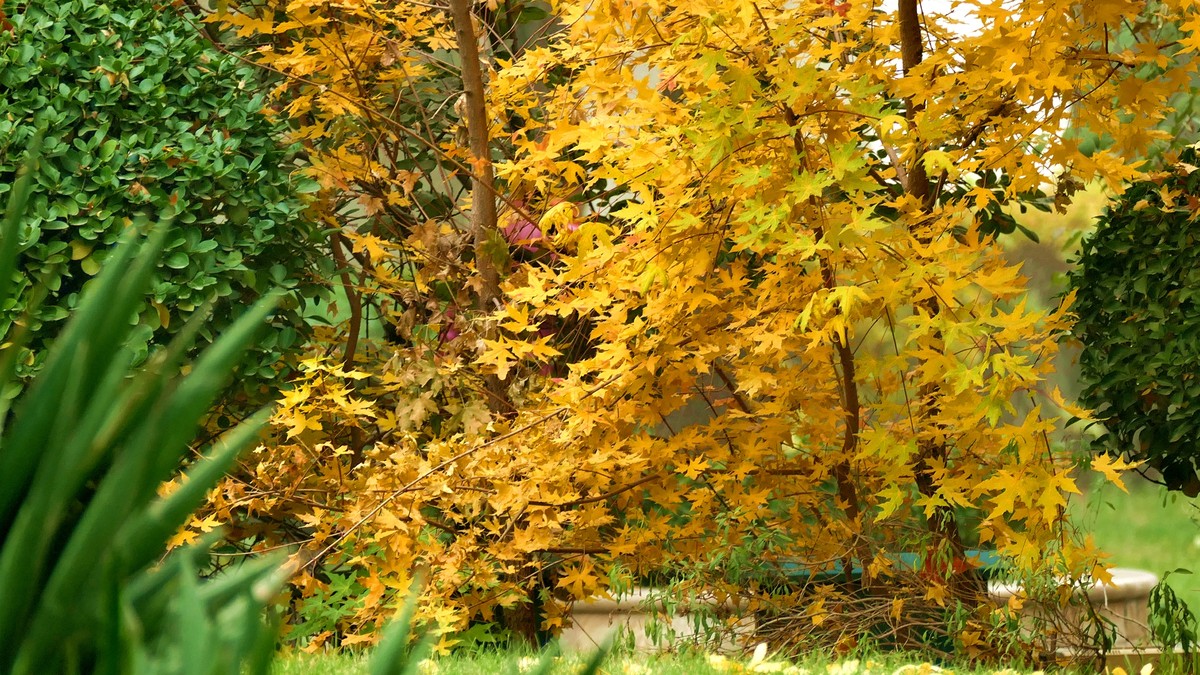 我的一组小区秋色（松下FZ100）