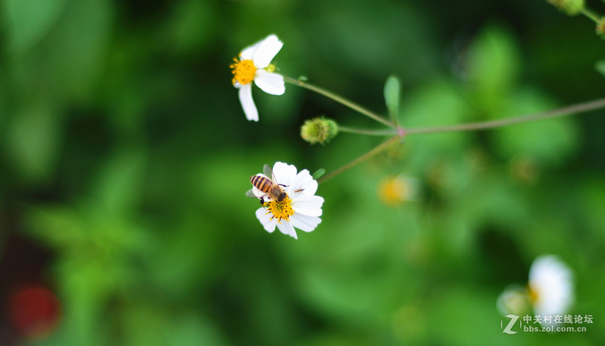 尼康D610配50 1.8D  画质锐不可当！新手上照！