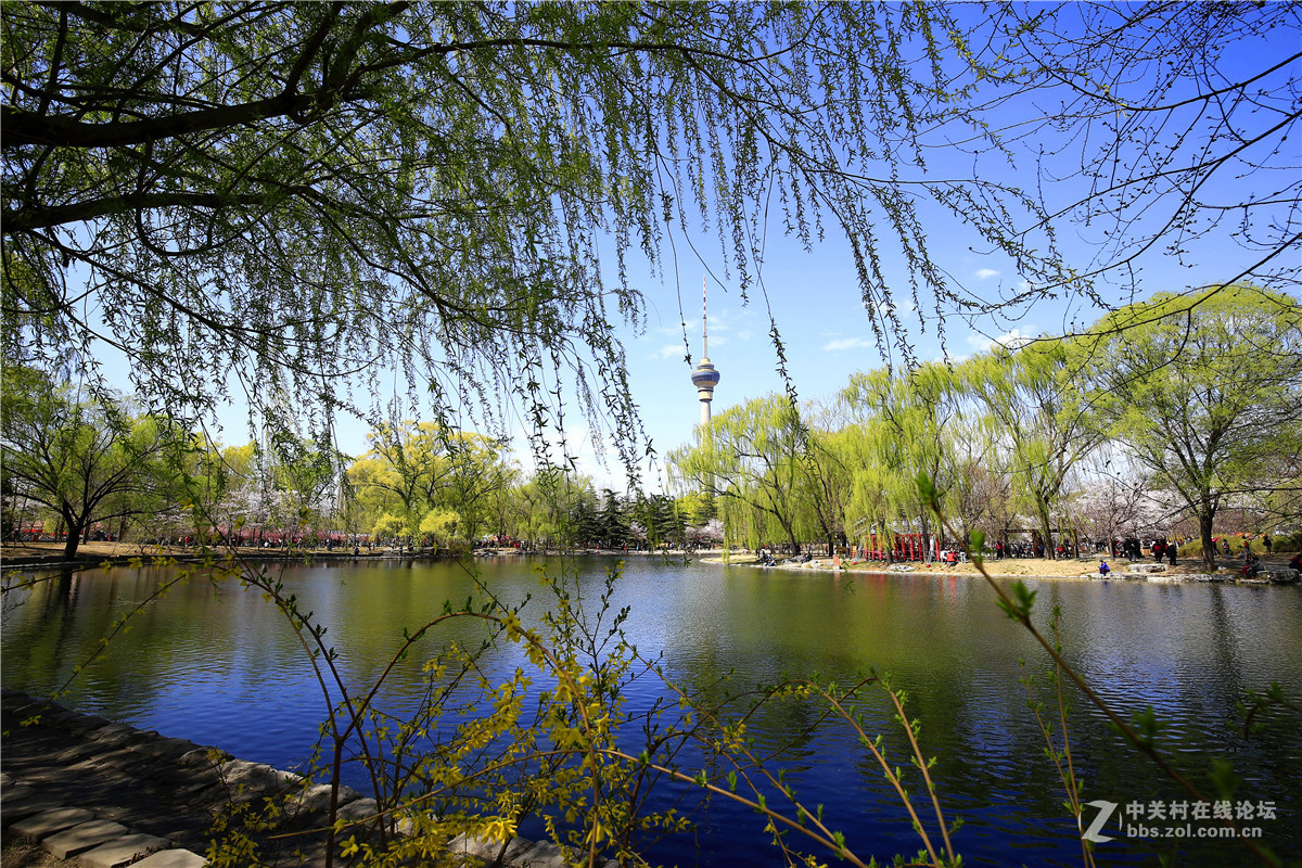 玉渊潭春景2.