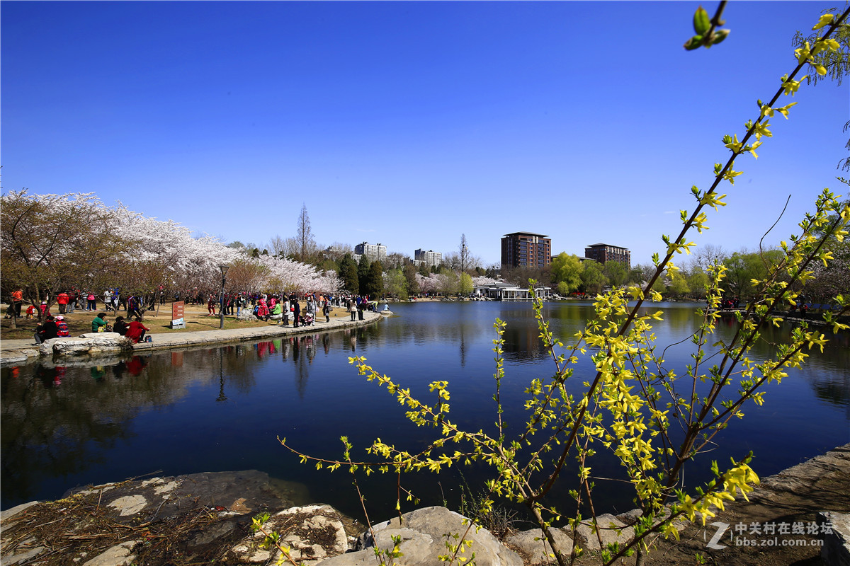 玉渊潭春景2.