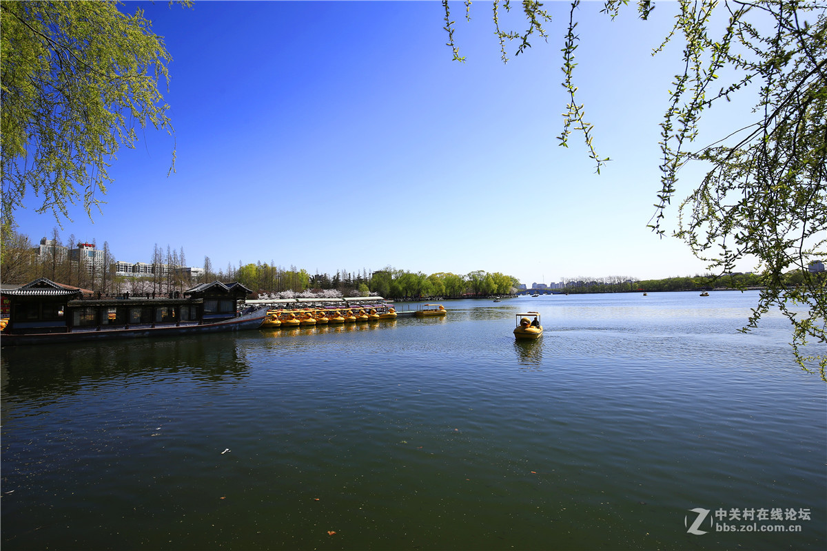 玉渊潭春景2.