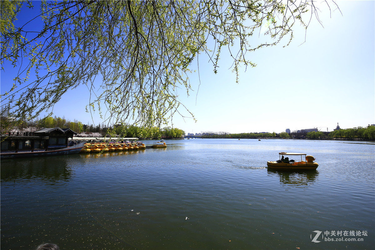 玉渊潭春景2.