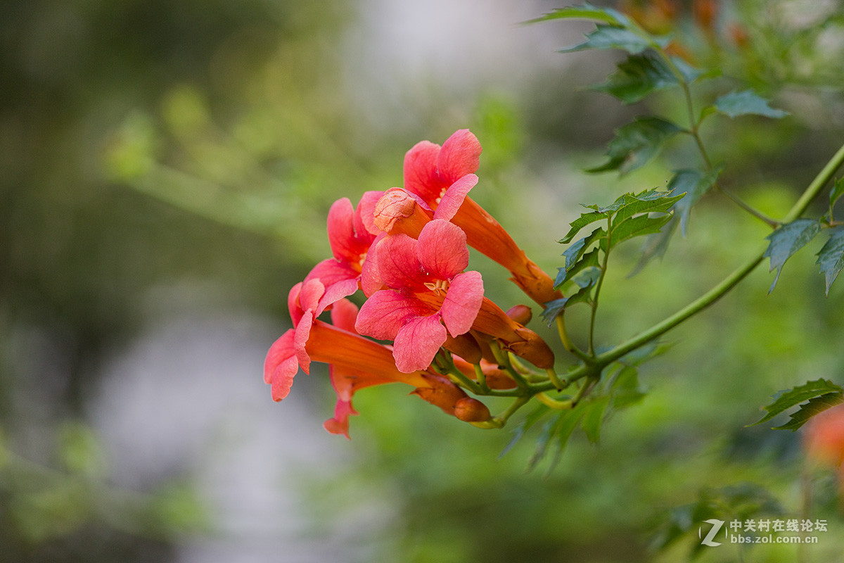 凌霄花-中关村在线摄影论坛