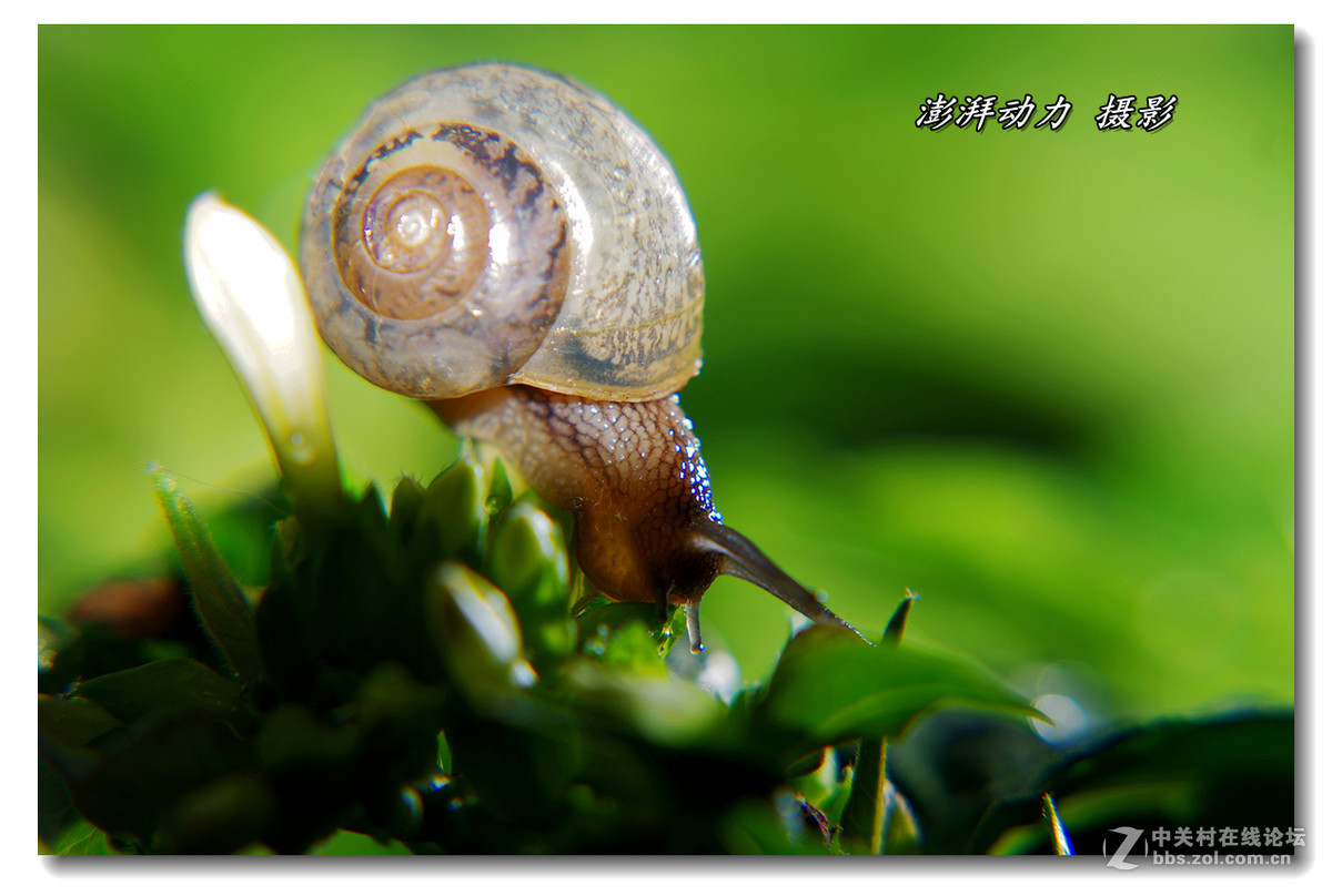 透明的蜗牛宝宝一