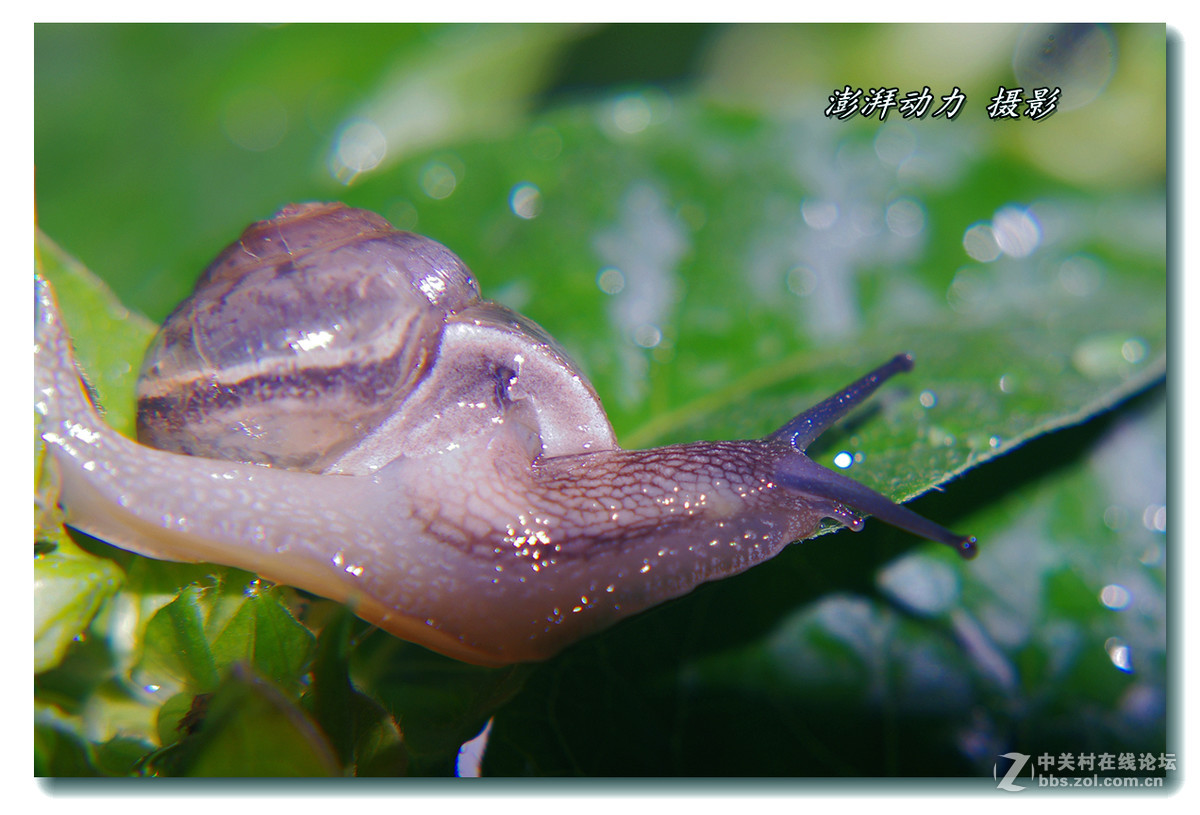 透明的蜗牛宝宝一